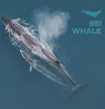 Sei Whale clear epoxy bio-resin system